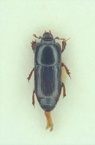 Réf. 247 954 : Platysoma filiforme